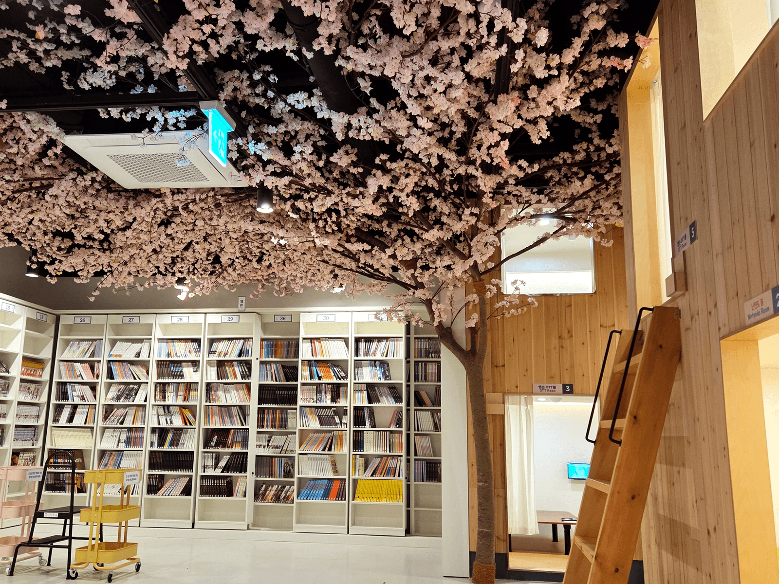 울산 만화카페도도 — 천장을 덮은 벚꽃 포토존