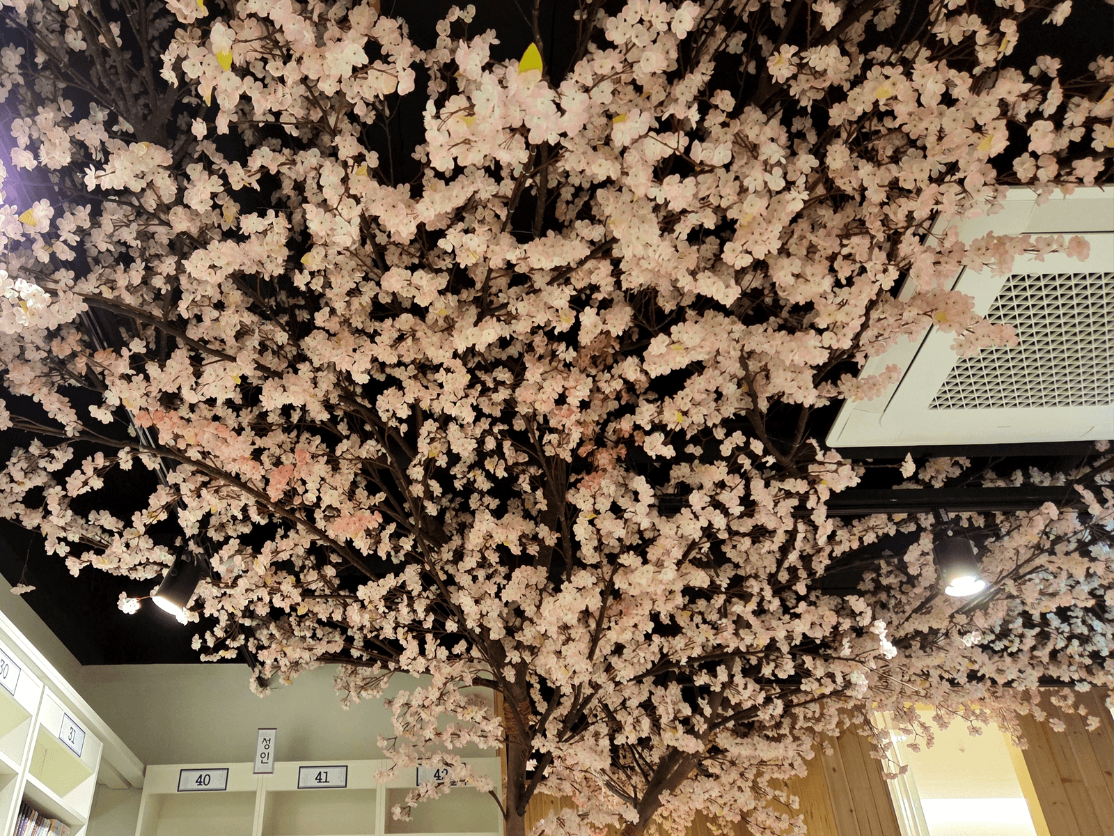울산 만화카페도도 — 아래에서 올려다본 벚꽃