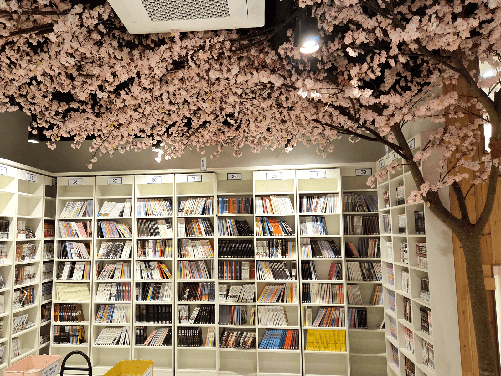 울산 만화카페도도 — 서가 벽면 위를 덮은 벚꽃