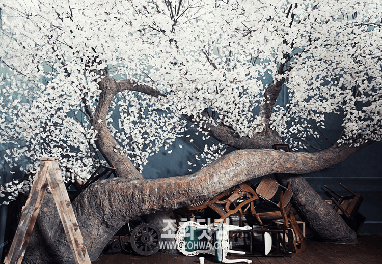 청주 스튜디오 원규 — 비스듬히 누웠다 솟는 목대 수형