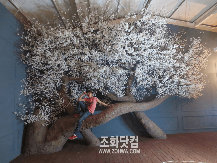 청주 스튜디오 원규 — 벽과 천장을 통째로 덮은 벚꽃숲