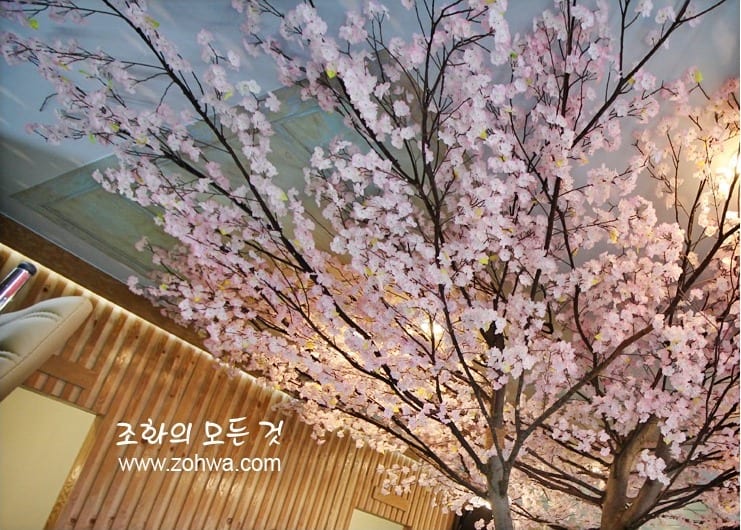 용인 윤송회수산 — 천장으로 펼쳐진 벚꽃 가지
