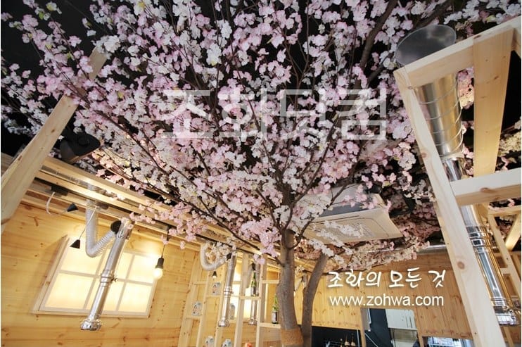 용인 육선생 — 흰색과 핑크색을 섞은 투톤 벚꽃나무